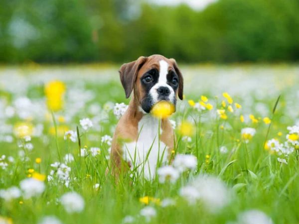 flower background for dog portrait
