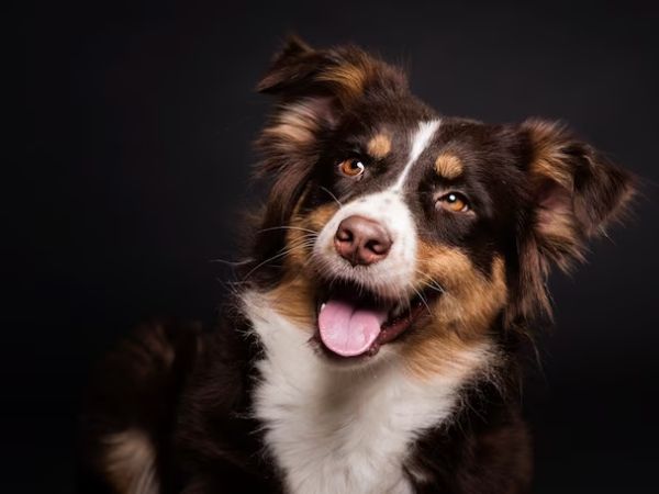 plain background for dog portrait